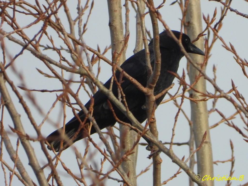 Corbeau04