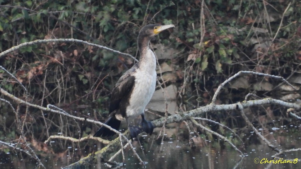 Cormoran07