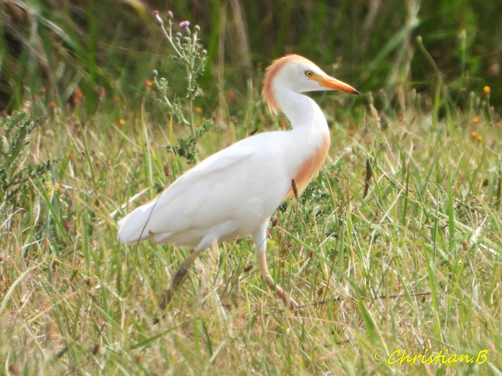 Herongardeboeufs001