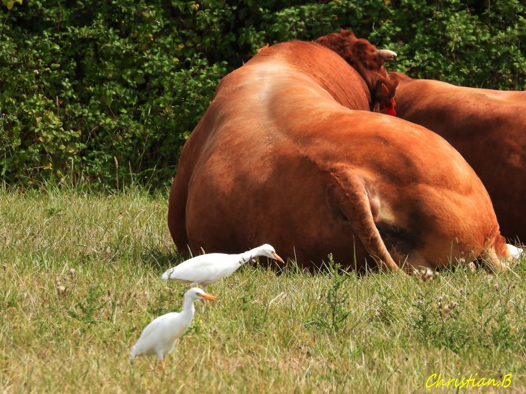 Herongardeboeufs006