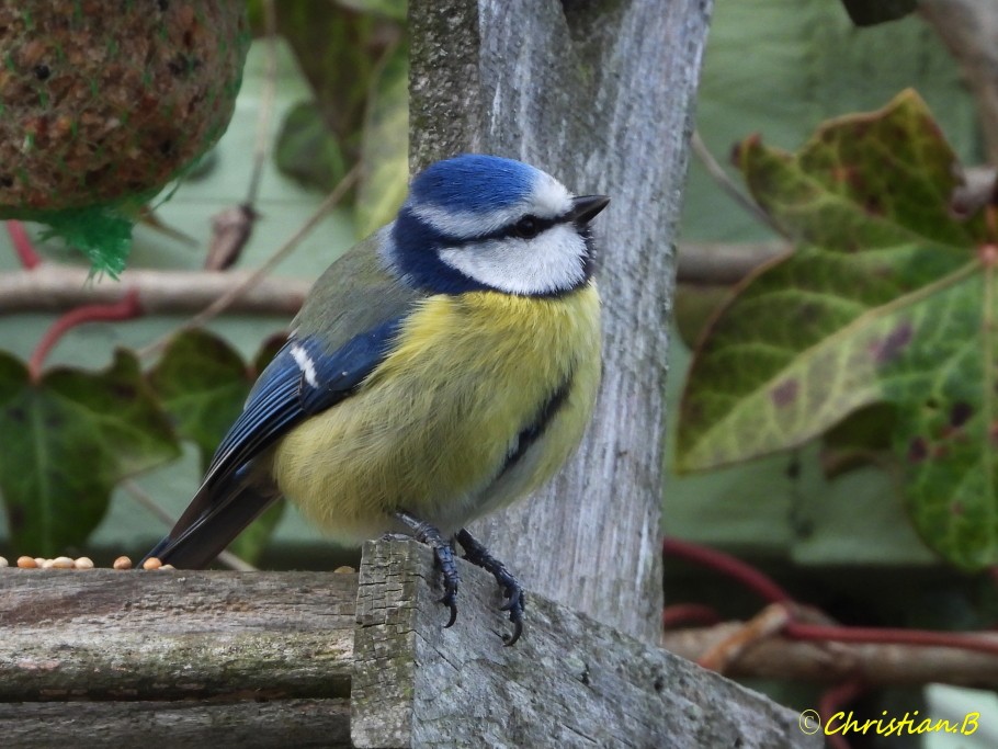Mesangebleue05