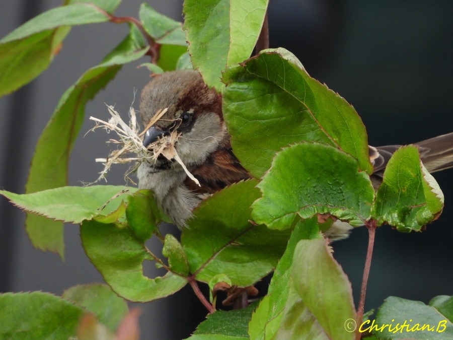 Moineau014