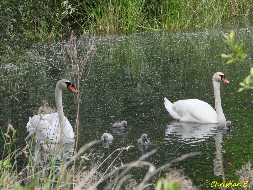 Couple de cygnes et ses petits