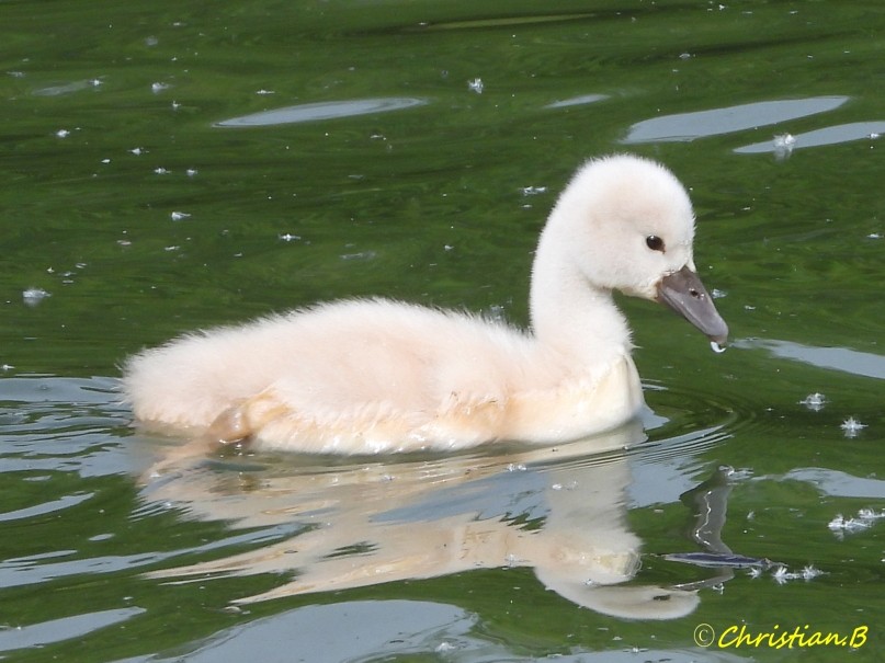 Petit cygne