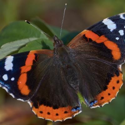 Papillons