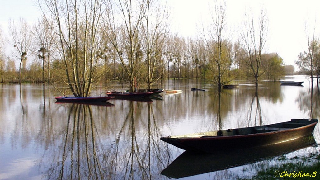Bord de Sarthe en hiver
