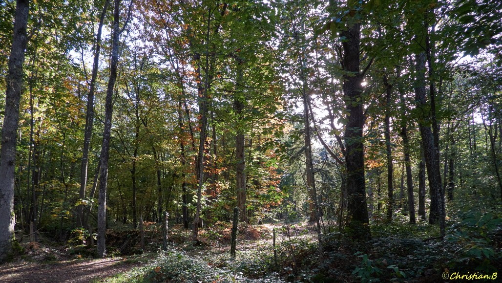 Forêt de Soucelles
