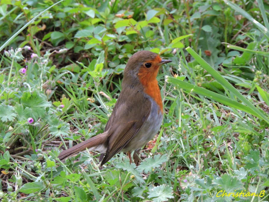 Rouge gorge007