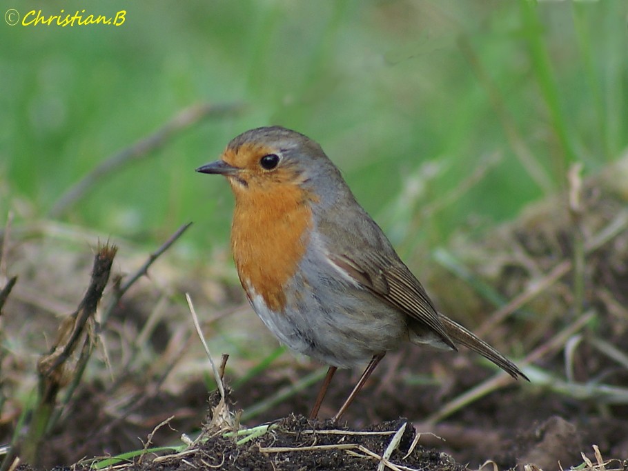 Rouge gorge010